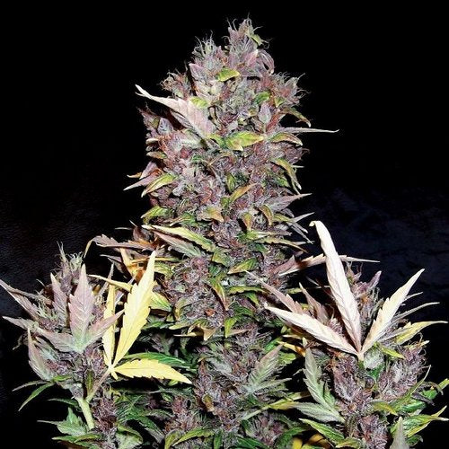 Purple Ryder Auto