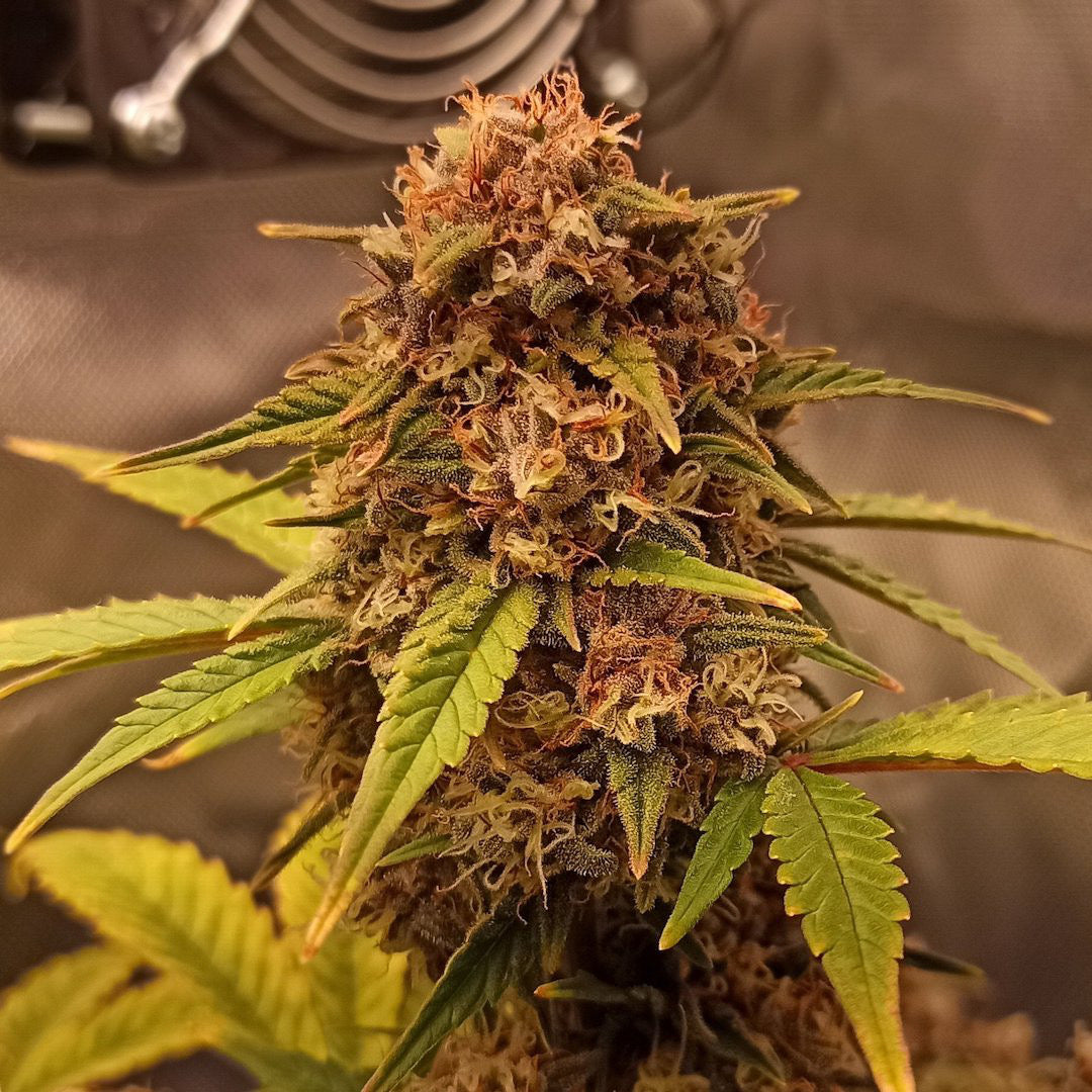 Purple Ryder Auto