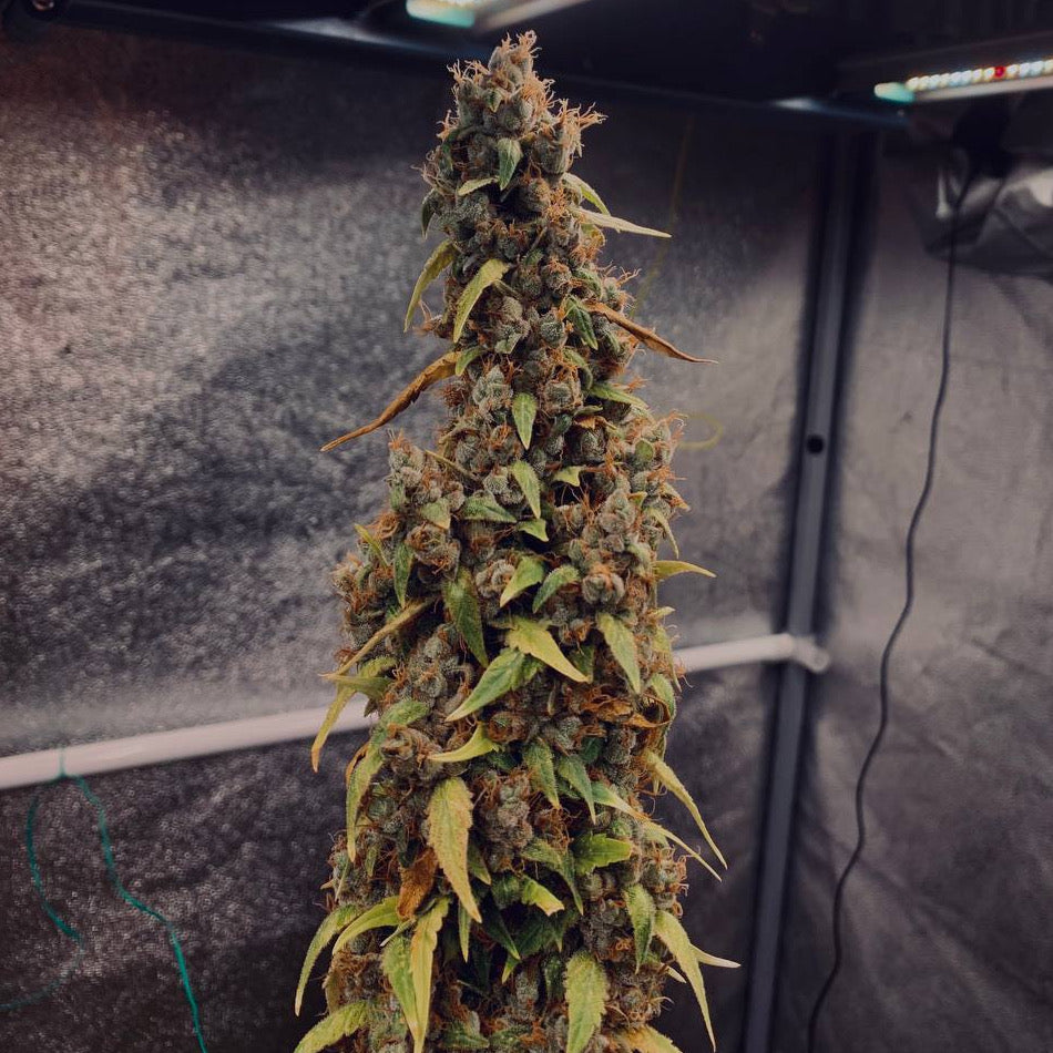 Sour Puffs Auto