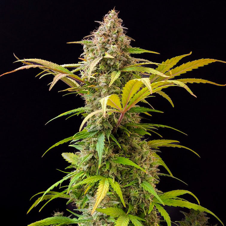 Lowryder Feminized (IBL)